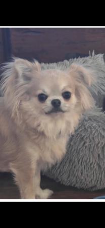 Chihuahua (Long Coat) puppy for sale by GLENYS61