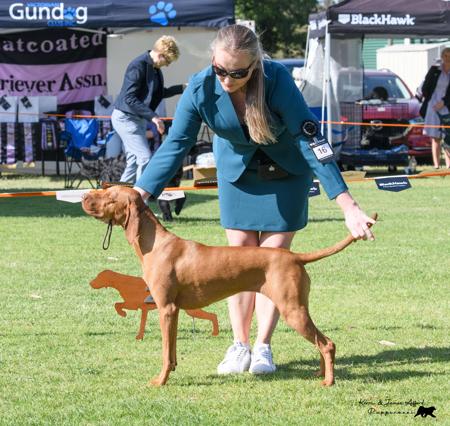 Hungarian Vizsla puppy for sale by GOLDCHIEF