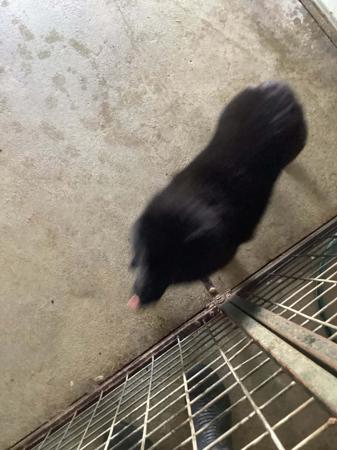 Schipperke puppy for sale by SCHEEPSHOND