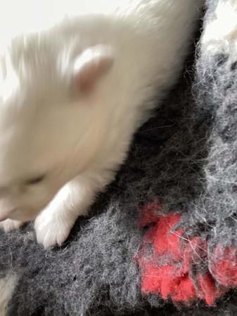 Japanese Spitz puppy for sale by SCHEEPSHOND