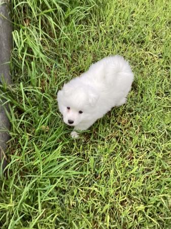 Japanese Spitz puppy for sale by SCHEEPSHOND