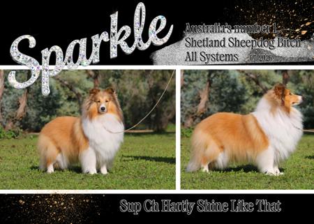 National RUBISS Multi BIG Aust Sup Ch Hartly Shine Like That Shetland Sheepdog