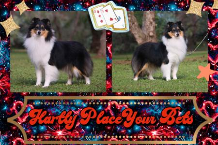 Hartly Place Your Bets Shetland Sheepdog