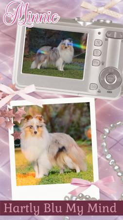 Aust Ch Hartly Blu My Mind Shetland Sheepdog