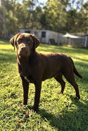 Labrador Retriever puppy for sale by IWC