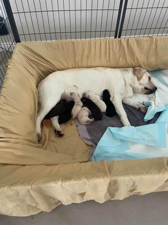 Labrador Retriever puppy for sale by IWC