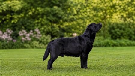 MBISS BIS Aust Ch Mizpah Mofoing Magic Labrador Retriever