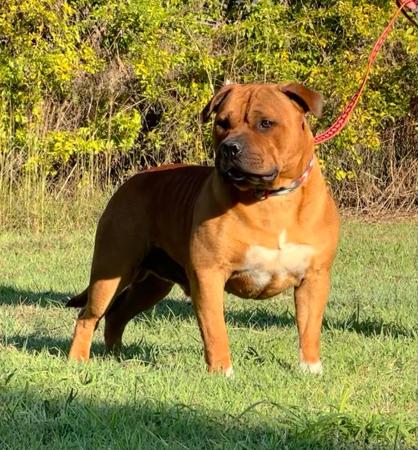 Staffordshire Bull Terrier for sale by HKBALCARA
