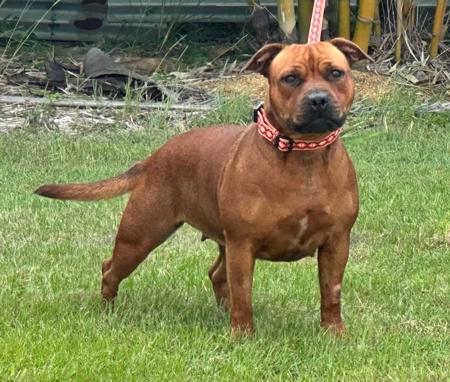 Staffordshire Bull Terrier for sale by HKBALCARA