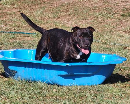 Staffordshire Bull Terrier for sale by HKBALCARA