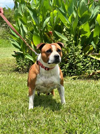 Staffordshire Bull Terrier for sale by HKBALCARA
