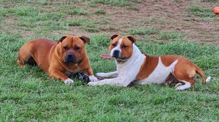 Staffordshire Bull Terrier for sale by HKBALCARA