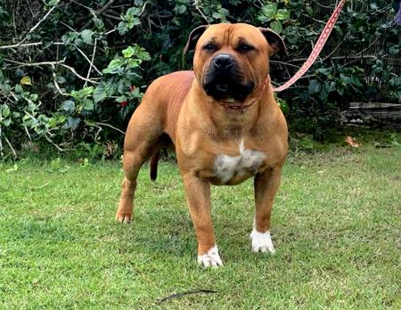 Staffordshire Bull Terrier for sale by HKBALCARA