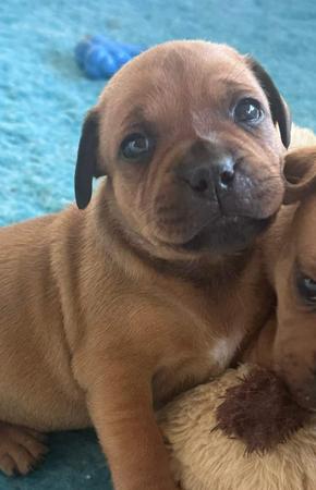 Staffordshire Bull Terrier puppy for sale by HKBALCARA