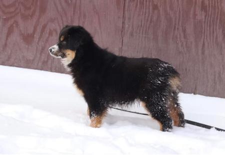 Miniature American Shepherd for sale by BROOKETROTTER