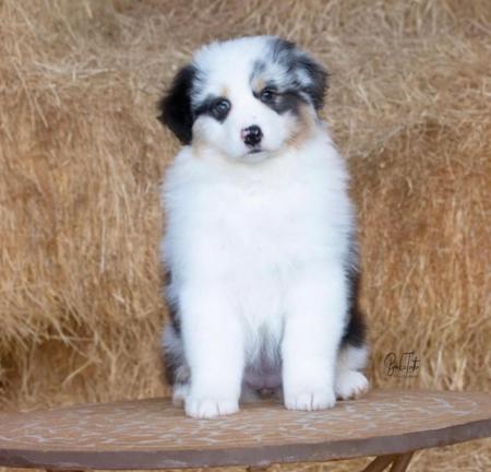 Australian Shepherd puppy for sale by BROOKETROTTER