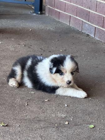 Australian Shepherd puppy for sale by BROOKETROTTER