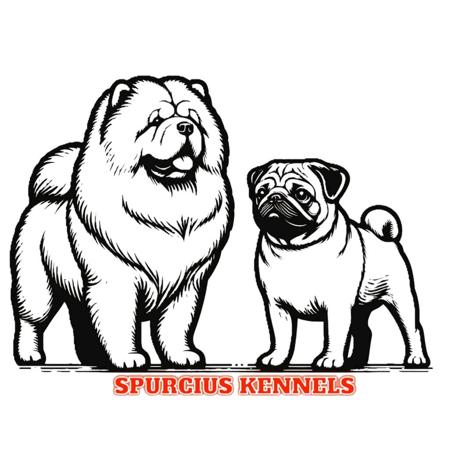 Pug for sale by SPURCIUS