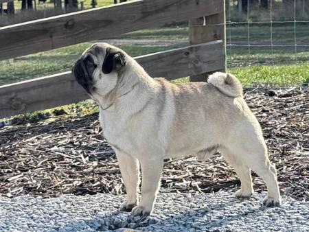 Pug for sale by SPURCIUS