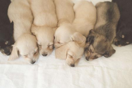 Dachshund (Miniature Long Haired) for sale by KOINONOS