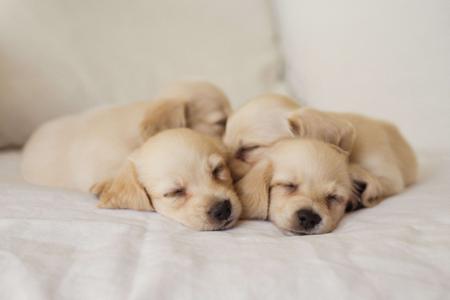 Dachshund (Miniature Long Haired) for sale by KOINONOS