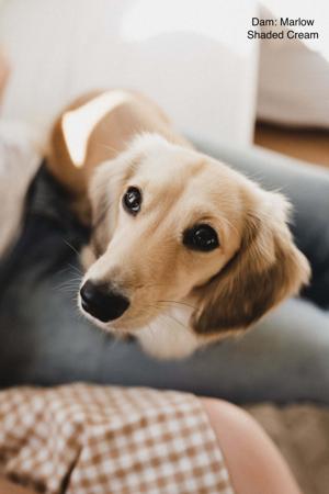 Dachshund (Miniature Long Haired) for sale by KOINONOS