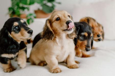 Dachshund (Miniature Long Haired) for sale by KOINONOS