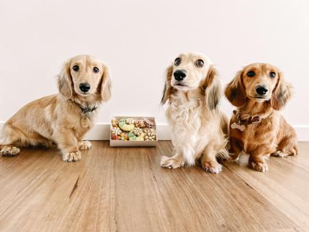 Dachshund (Miniature Long Haired) for sale by KOINONOS