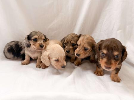 Dachshund (Miniature Long Haired) puppy for sale by KOINONOS