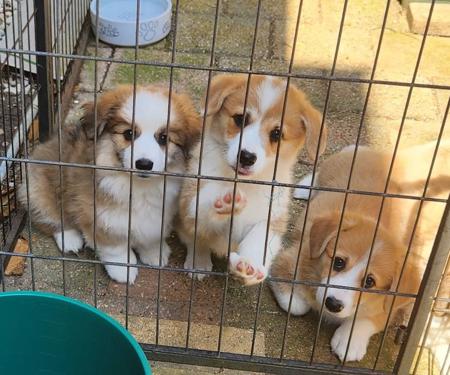 Welsh Corgi (Pembroke) puppy for sale by DYGAE