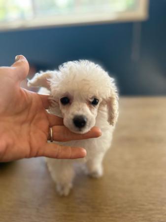 Poodle (Toy) puppy for sale by 2100083229