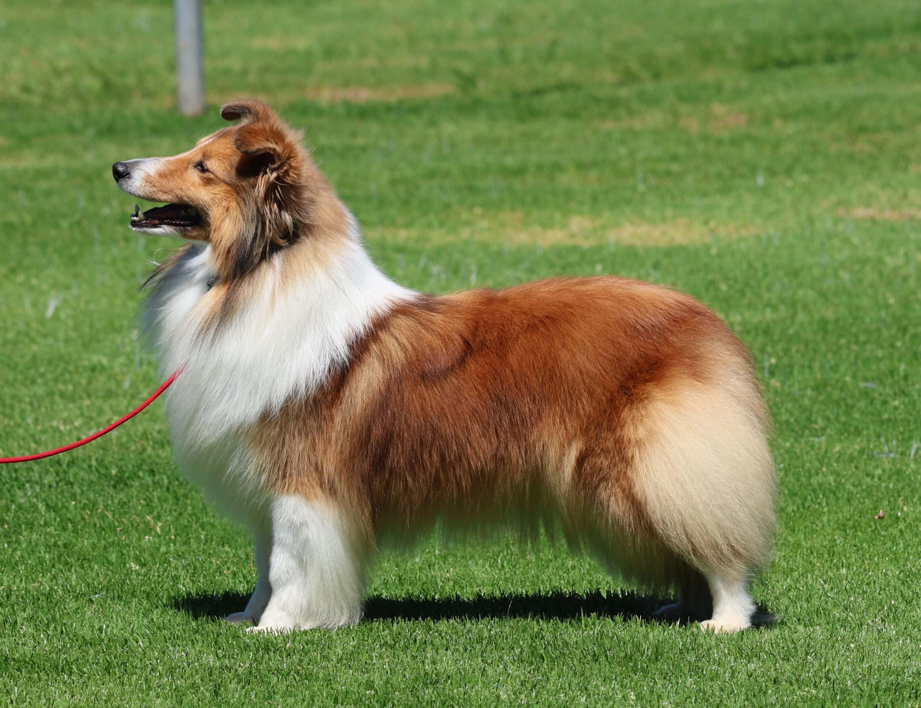 Shellion Dogs Shelsian Just One Look Shetland Sheepdog - Owned by I R & C E Spangler