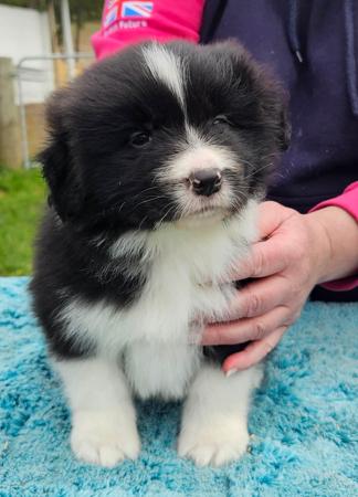 Border Collie puppy for sale by ETHERIAL