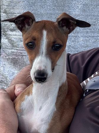 Italian Greyhound for sale by KLOUDKNINE