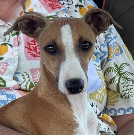 Italian Greyhound for sale by KLOUDKNINE