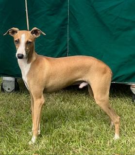 Italian Greyhound for sale by KLOUDKNINE