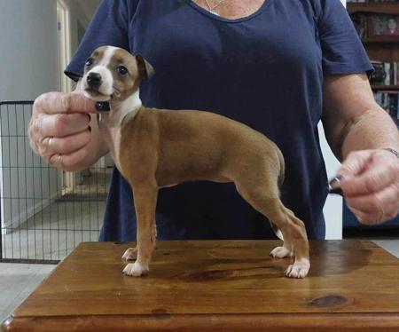 Italian Greyhound for sale by KLOUDKNINE