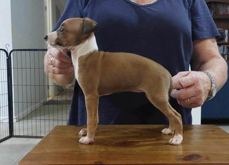 Italian Greyhound for sale by KLOUDKNINE