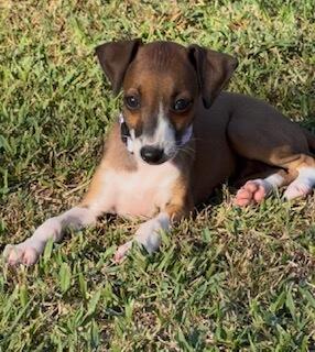 Italian Greyhound puppy for sale by KLOUDKNINE