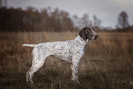 German Shorthaired Pointer for sale by FLORENCEALBA