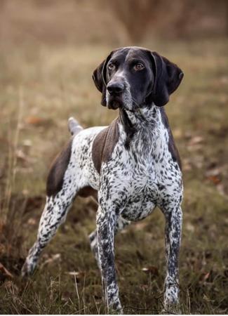 German Shorthaired Pointer for sale by FLORENCEALBA
