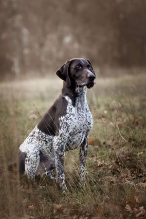 German Shorthaired Pointer for sale by FLORENCEALBA