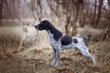 German Shorthaired Pointer for sale by FLORENCEALBA