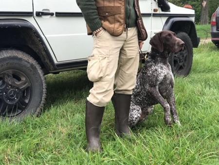 German Shorthaired Pointer for sale by FLORENCEALBA