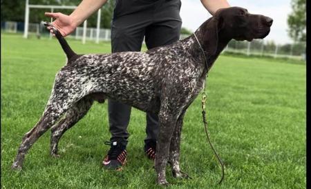 German Shorthaired Pointer for sale by FLORENCEALBA