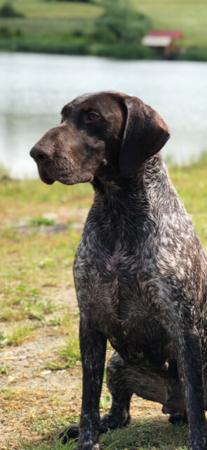 German Shorthaired Pointer for sale by FLORENCEALBA