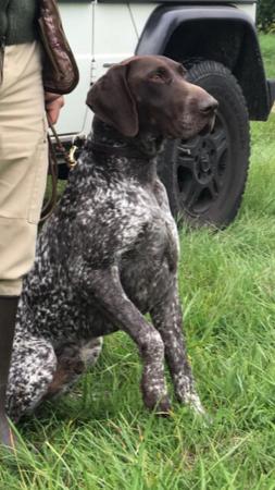 German Shorthaired Pointer for sale by FLORENCEALBA