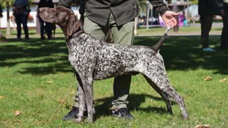 German Shorthaired Pointer for sale by FLORENCEALBA