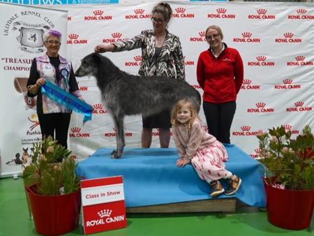 Deerhound for sale by LUVADEER