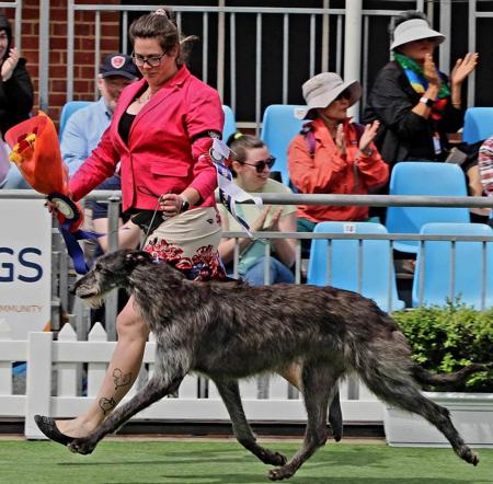 Deerhound for sale by LUVADEER